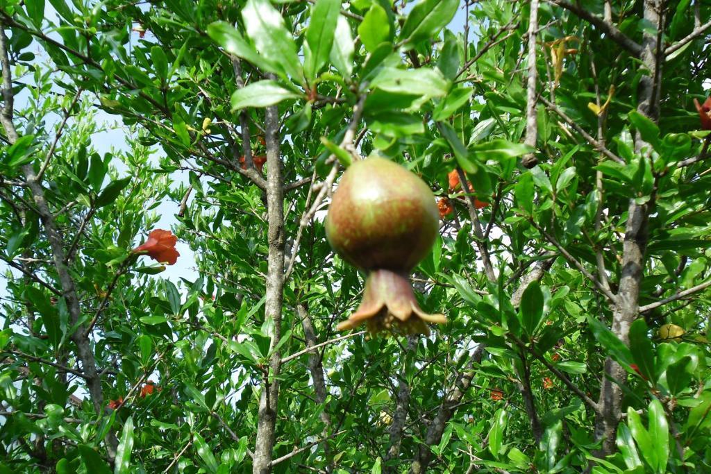 Cesur Pansiyon Ξενοδοχείο Çıralı Εξωτερικό φωτογραφία